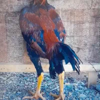 لاری|حیوانات مزرعه|تایباد, |دیوار