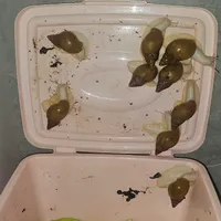 10 عدد حلزون مولد