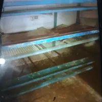قفسه،مرغ