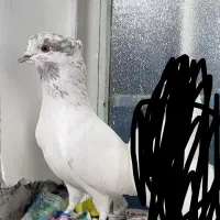 پرنده
