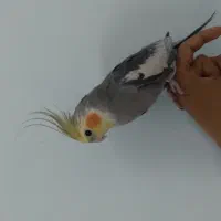 عروس هلندی نر