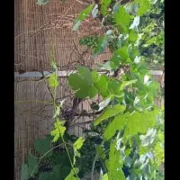 رهن و اجاره خانه ۲ طبقه ویلایی در موعود۲۲|اجارهٔ خانه و ویلا|مشهد, موعود|دیوار