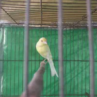 قناری نر زرد مست مست