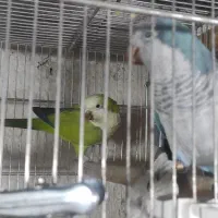 جفت راهب مولد تضمینی