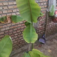 معاوضه نهال 1 متری موز گلدانی با گل آپارتمانی|گل و گیاه طبیعی|آزادشهر, |دیوار