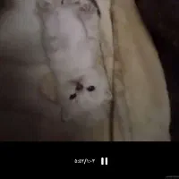 بچه گربه سفید