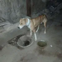 سگ نژاد دار|سگ|تاکستان, |دیوار