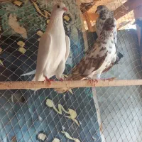 ۹عدد کبوتر پرشی ساعت اوردن ۵ساعت به بالا|پرنده|رودبنه, |دیوار