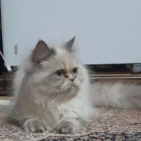 واگذاری گربه نژاد دار