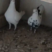 کفتر پرشی کاشان