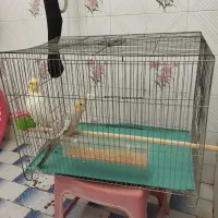 پرنده