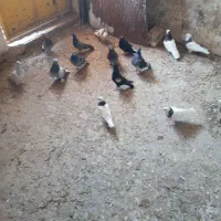 کوت عبدالله