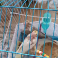 بچه عروس هلندی|پرنده|بندر انزلی, کارآموزی|دیوار