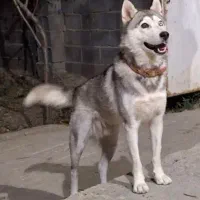 سگ هاسکی دوساله