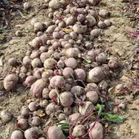 چغندر لبو|خوردنی و آشامیدنی|ارشق, |دیوار