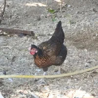 مرغخاگگذارسیاهورنگیاصیل|حیوانات مزرعه|کازرون, |دیوار