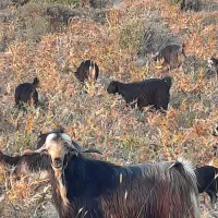 بز داشتی ترکی