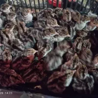 فروش ۷۰ عدد جوجه بوقلمون بیوتی