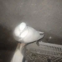 کبوتر|پرنده|کبودرآهنگ, |دیوار