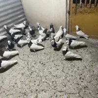 کبوتر یا کفتر
