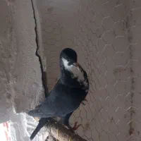 کبوتر دورگ|پرنده|سرخنکلاته, |دیوار