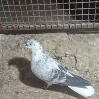 کفتر قاره دم سفید