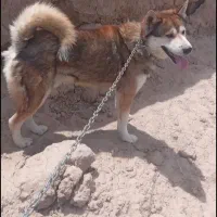 سگ هاسکی