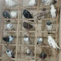 کبوتر پروازی|پرنده|لنگرود, |دیوار