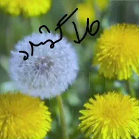 طلا گم شده