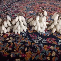 انگور سنگی قدیمی