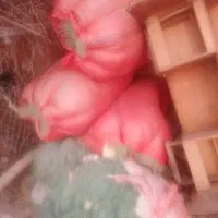 فروش تورشوریده وقبادی ماهیگیری