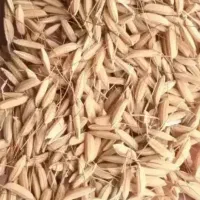 برنج برای بذر