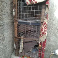 یک عدد قفس آهنی دو تبقه