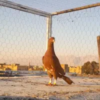 کبوتر قره|پرنده|مرودشت, شهرک مهدیه|دیوار