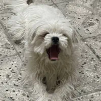 واگذاری دوقلاده سگ خانگی|سگ|اراک, |دیوار