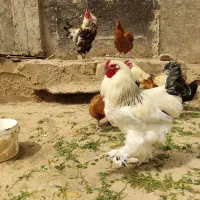 تخم نطفه دار برهما