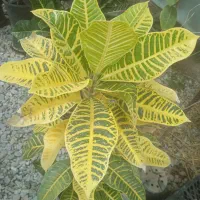 گل عطری