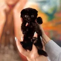 اسکاتیش بلک