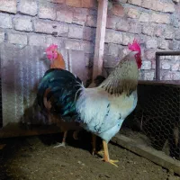 محلیلاری|حیوانات مزرعه|مزرعه کتول, |دیوار