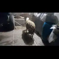 بره قوچ