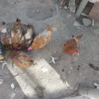 مرغ وخروس رسمی