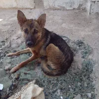 سگ گرگی