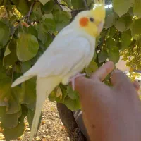 عروس هلندی مولد ،جوجه سرلاکی و دونخور|پرنده|هشتگرد, خور|دیوار