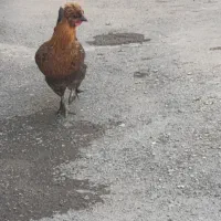 مرغ سلطان کاکلی و پاپر جوجه خروس|حیوانات مزرعه|کرمانشاه, |دیوار