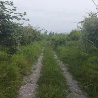 ۲۴۰۰متر باغ درشمال مازندران نشتارود کترا|فروش زمین و ملک کلنگی|نشتارود, |دیوار