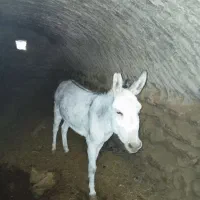 یک عدد الاغ ۲ساله به علت تغیر شغل به فروش میرسد