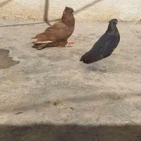 جفت سیاتی با جوجه|پرنده|سرپل ذهاب, |دیوار