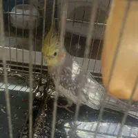 عروس هلندی گل باقلی نر