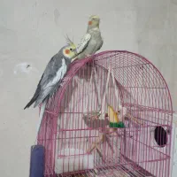 یک جفت عروس هلندی