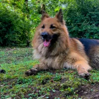 سگ ژرمن جهت جفت گیری